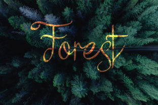 Forest: A Font That Speaks Through Nature